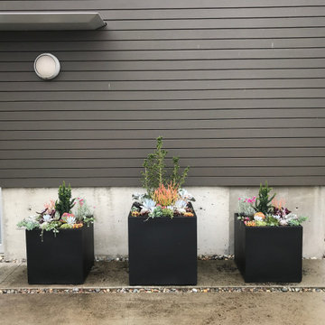 Contemporary Seaside Succulent Containers