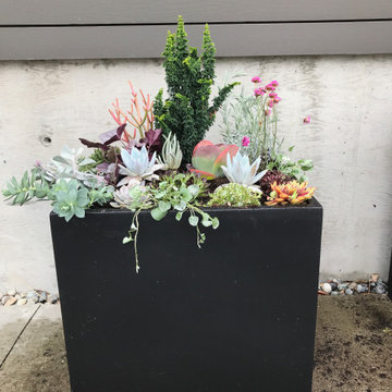 Contemporary Seaside Succulent Containers