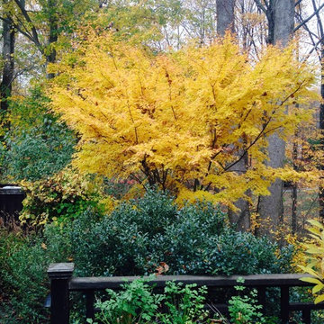 Coral Bark Japanese Maple