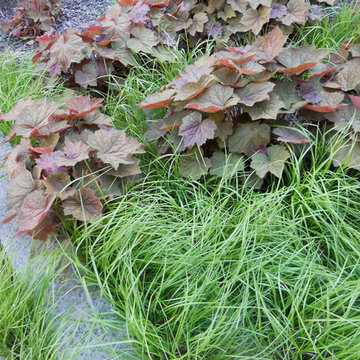 Coral Bells