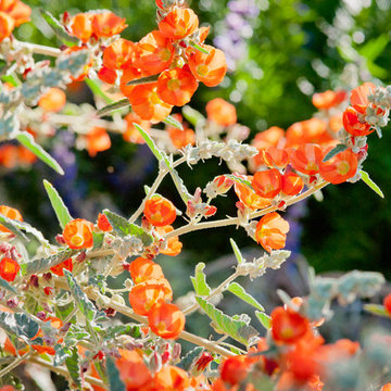 Coral Blooms