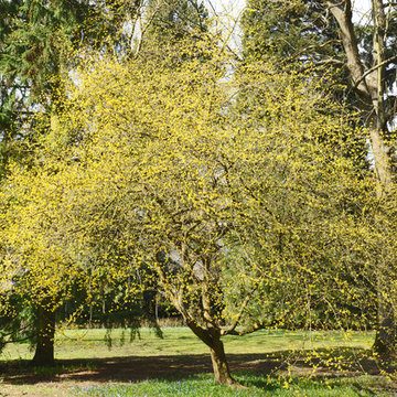 Cornelian cherry dogwood (Cornus mas)