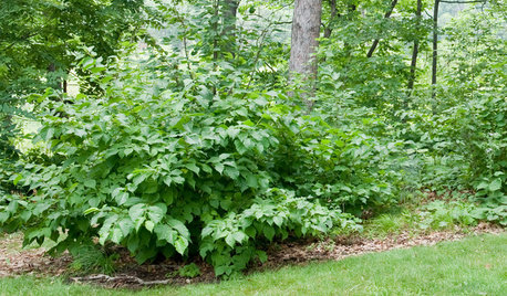 Great Design Plant: Corylus Americana Awakens the Woodland Garden