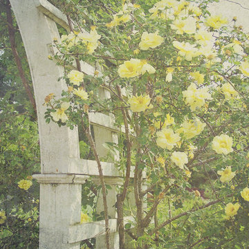 Cottage Garden Arbor & Yellow Climbing Rose