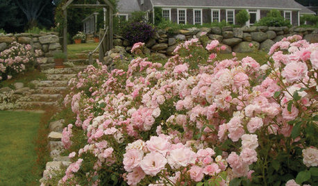Reimagine the Rose Garden