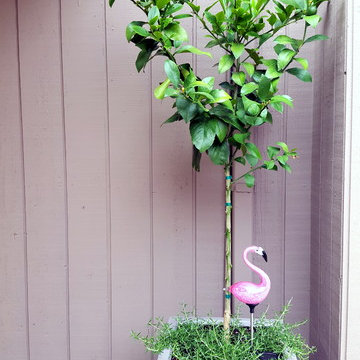 Courtyard Garden