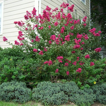 crape myrtle tonto, juniper blue star