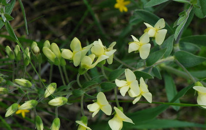 Plant Baptisia Bracteata for Blooms Pollinators Will Love