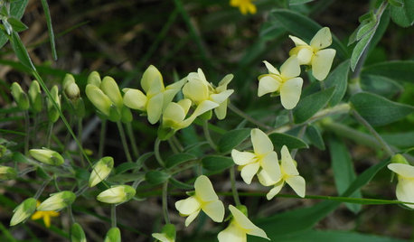 Plant Baptisia Bracteata for Blooms Pollinators Will Love