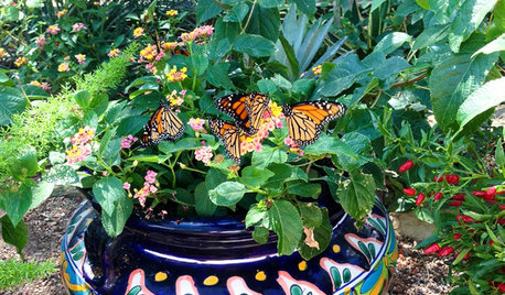 Create a Container Wildlife Habitat for Hummingbirds and Butterflies
