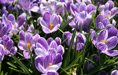 Plant Crocuses in Fall for an Early Spring Show