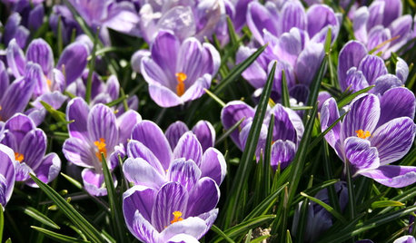 Plant Crocuses in Fall for an Early Spring Show