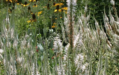 Great Design Plant: Culver's Root
