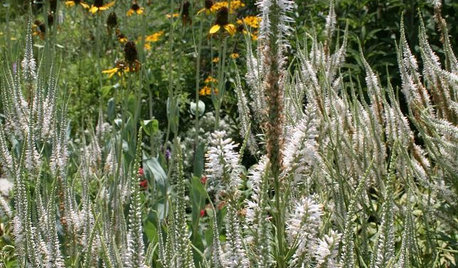 Great Design Plant: Culver's Root