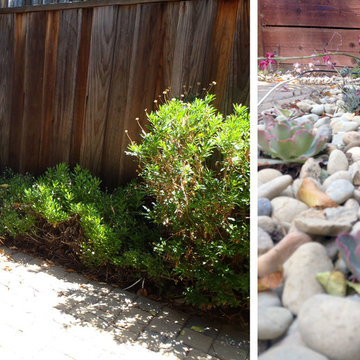 Cupertino Town Home Lawn Conversion & Drought Tolerant Beds