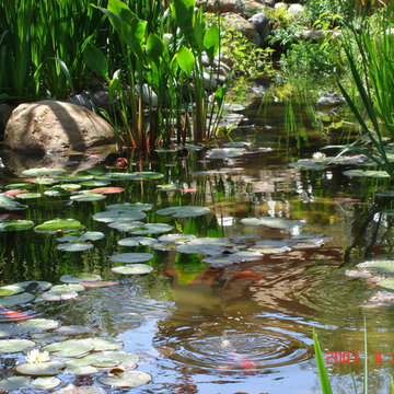 Custom Pallopa and pond