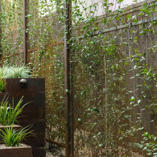 Mittelgroßer, Halbschattiger Moderner Kiesgarten neben dem Haus, im Frühling mit Sichtschutz in Austin