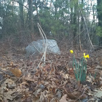 Daffodil (ID by floral_uk) 1Y-YYY