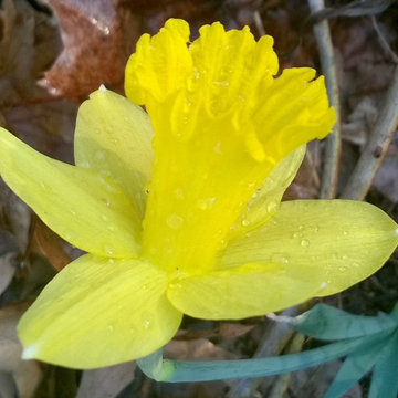 Daffodil (ID by floral_uk) 1Y-YYY