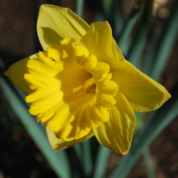 daffodil (Narcissi spp)