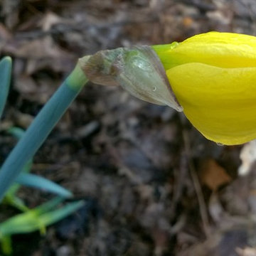 Daffodils (ID by floral_uk) 1Y-YYY