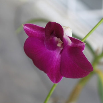Dark Purple Wild Orchid