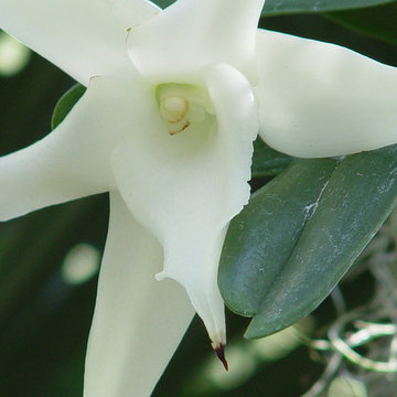 Darwin's Star Orchid