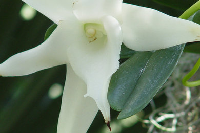 Esempio di un giardino tradizionale