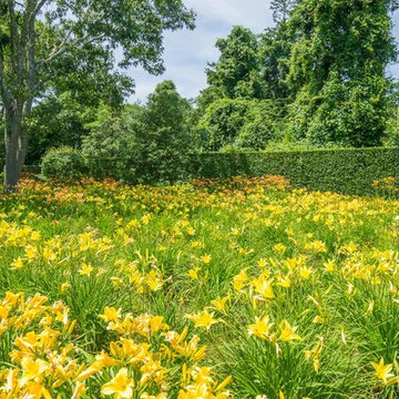 Daylily Field and Privet Hedge at Cape Cod Beach Home, MA