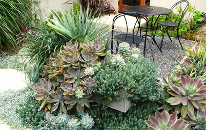 Amazingly Low-Maintenance Picks for Outdoor Planters
