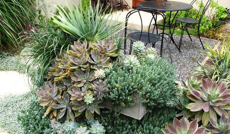 Amazingly Low-Maintenance Picks for Outdoor Planters