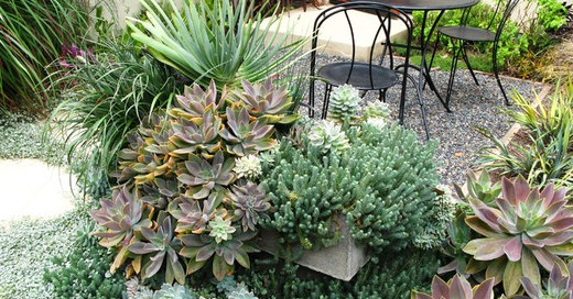 Amazingly Low-Maintenance Picks for Outdoor Planters