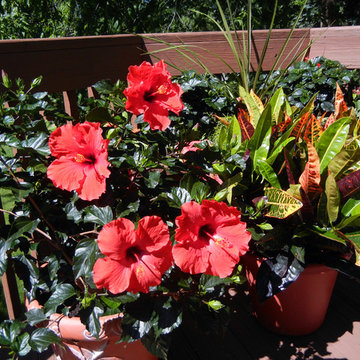 Deck and Garden flowers