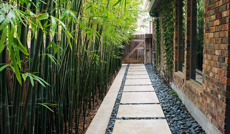 Outdoor Plant: A Guide to Growing the Golden Bamboo