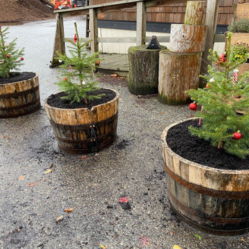 Decorated Live Christmas Trees in Whiskey Barrels