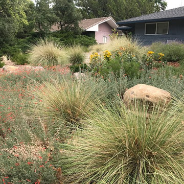 Deer grass and CA fuchsia mingle with large boulder