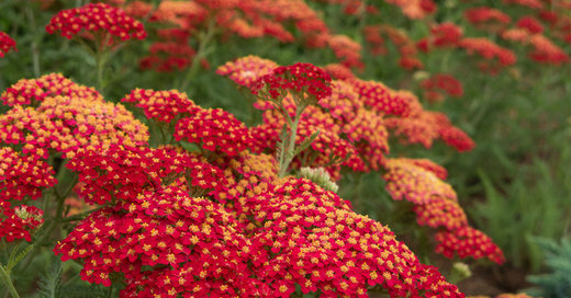 Top 12 Summer-Blooming Perennials for Deer-Resistant Drama