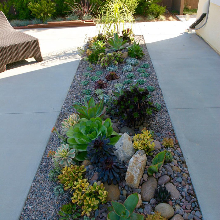 Podocarpus Icee Blue - Photos & Ideas | Houzz