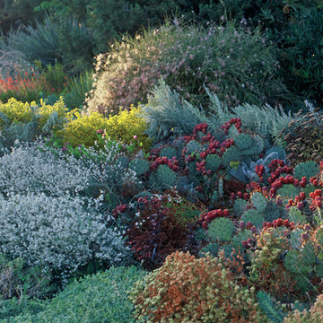 Denver Botanic Gardens WaterSmart Garden, Fragrance Garden