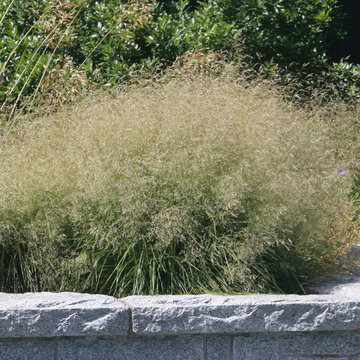 Deschampsia Cespitosa 'Goldtau'