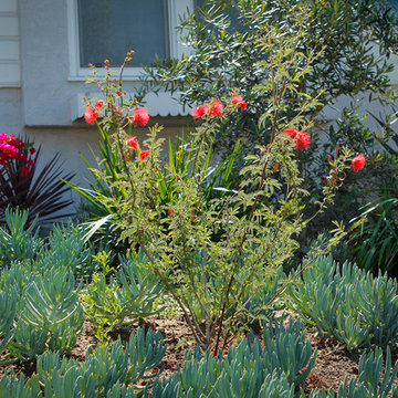 Detail California Natives Drought Tolerant Garden