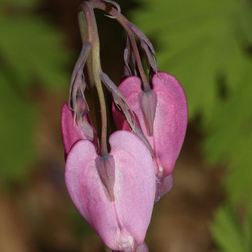Dicentra formosa
