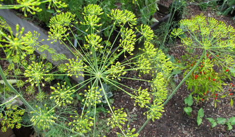 Herb Garden Essentials: Grow Your Own Tasty, Frilly Dill