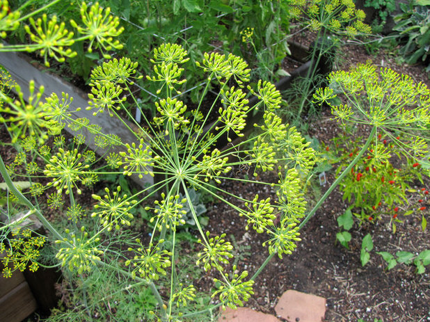 Garten Dill