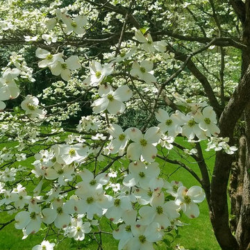 Dogwoods in their Glory