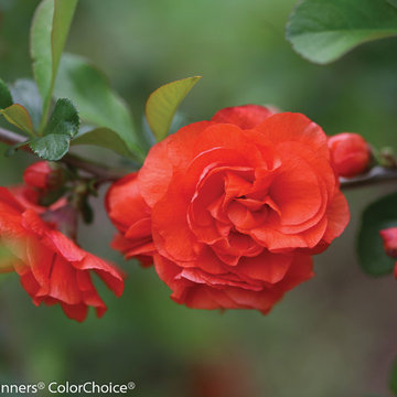 Double Take™ Flowering Quince (Chaenomeles speciosa)