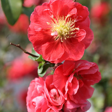 Double Take™ Pink Storm Flowering Quince