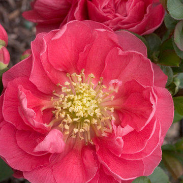 Double Take™ 'Pink Storm' Flowering Quince