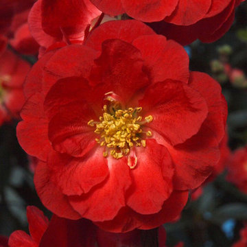 Double Take™ 'Scarlet Storm' Flowering Quince