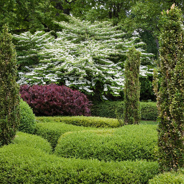 Doublefile Viburnum in Spring